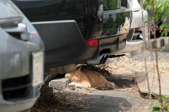 街のねこたち