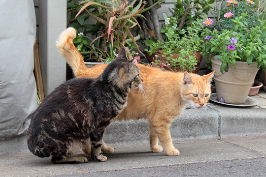 街のねこたち
