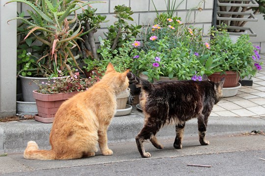 街のねこたち