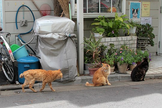 街のねこたち