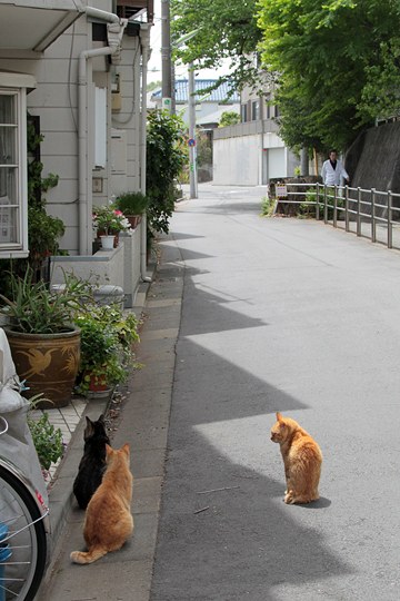 街のねこたち