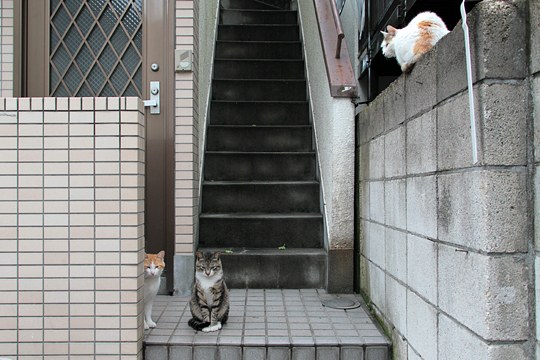街のねこたち