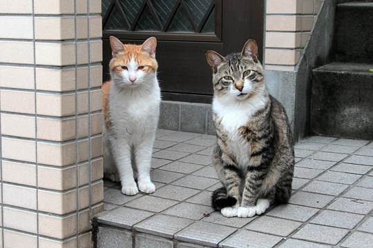 街のねこたち