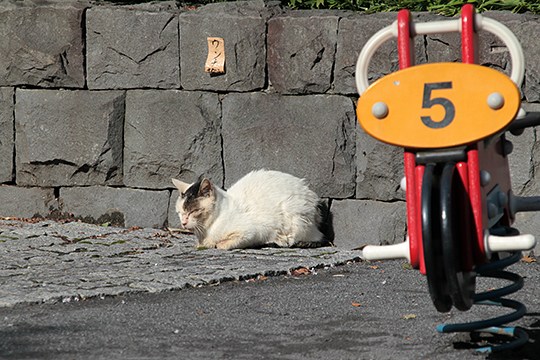 街のねこたち