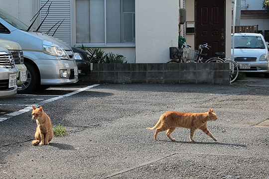 街のねこたち