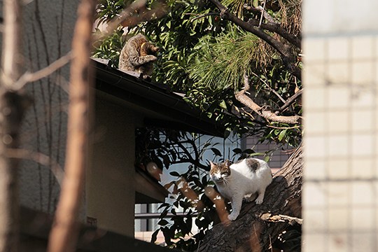 街のねこたち