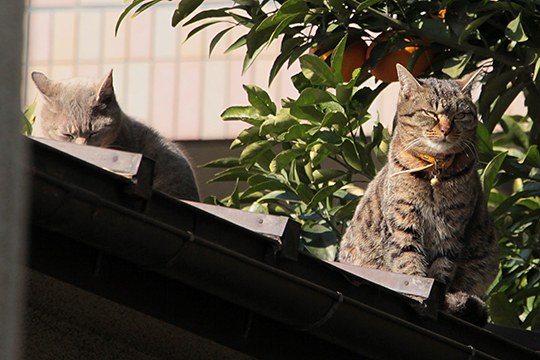 街のねこたち