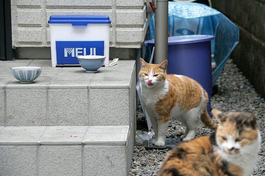 街のねこたち