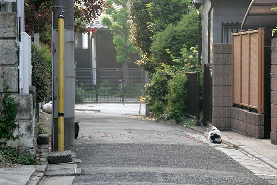 街のねこたち