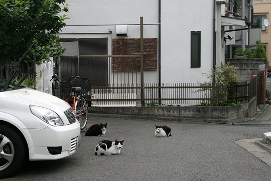 街のねこたち