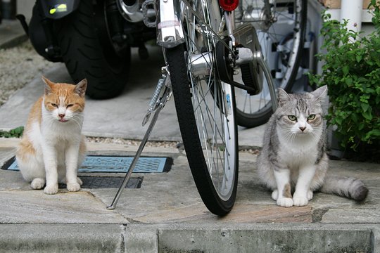 街のねこたち