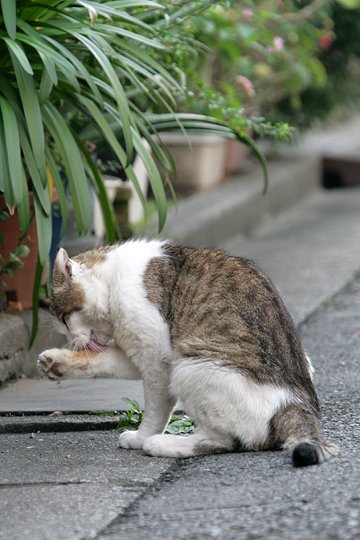 街のねこたち