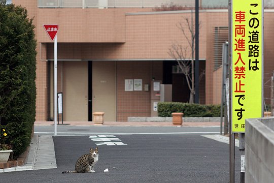 街のねこたち