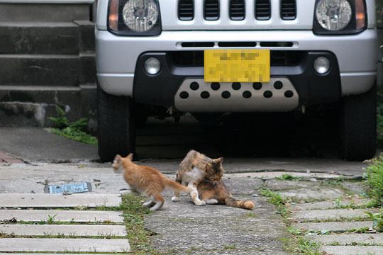 街のねこたち