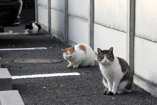 街のねこたち