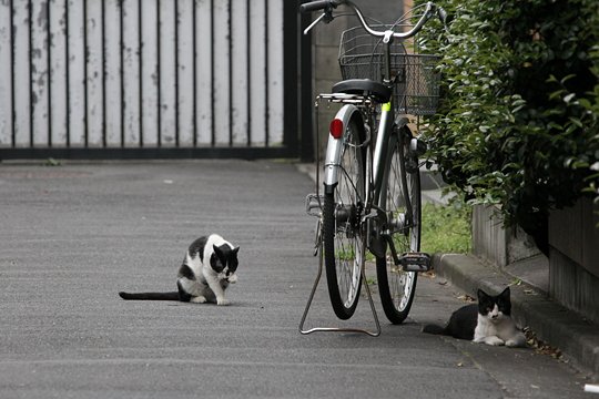 街のねこたち