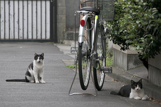 街のねこたち