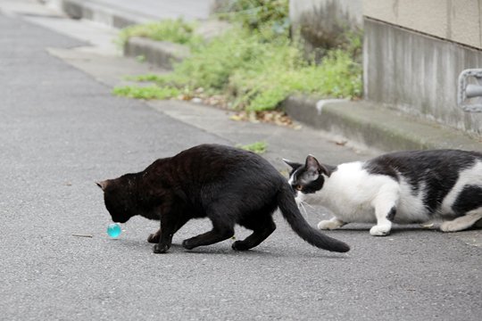 街のねこたち