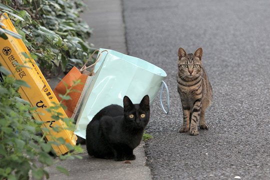 街のねこたち