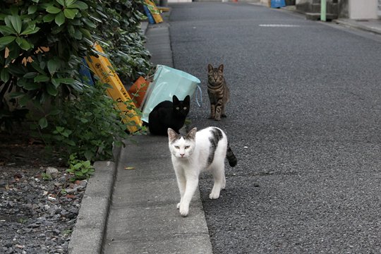 街のねこたち