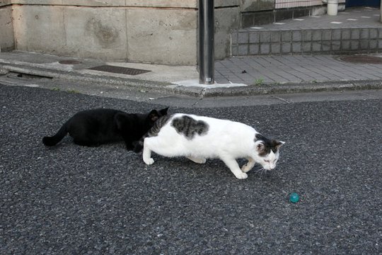 街のねこたち