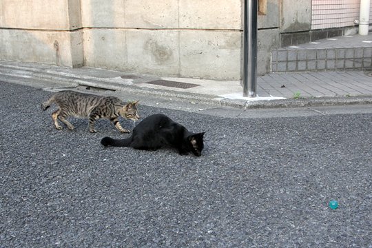 街のねこたち