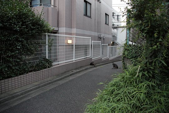 街のねこたち