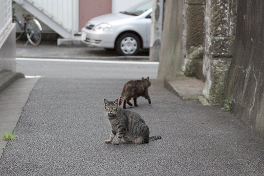 街のねこたち