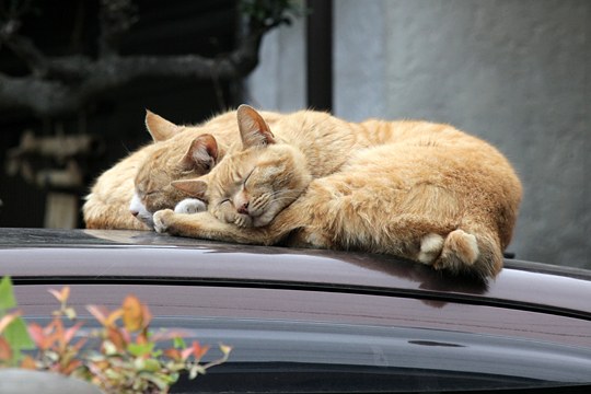 街のねこたち