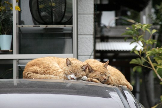 街のねこたち