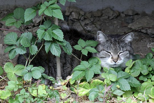 街のねこたち