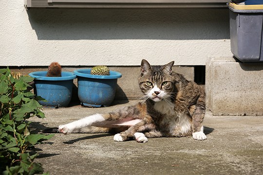 街のねこたち