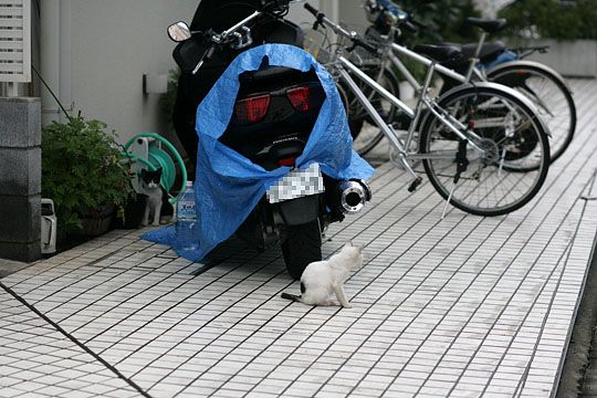 街のねこたち