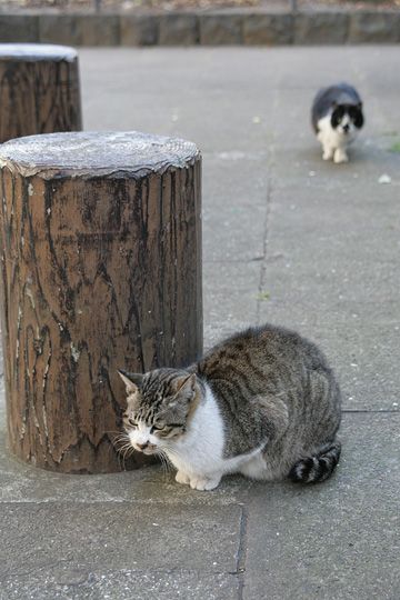 街のねこたち