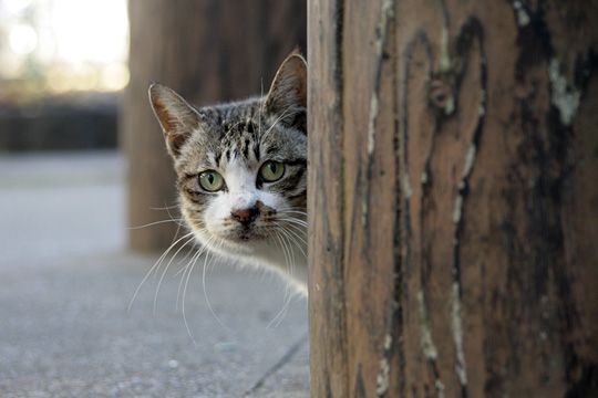 街のねこたち