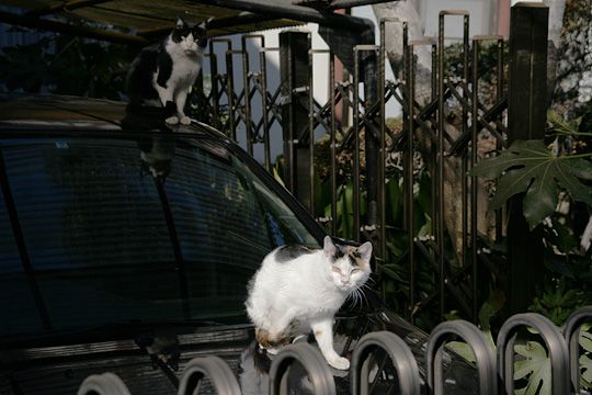 街のねこたち