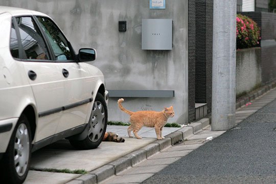街のねこたち