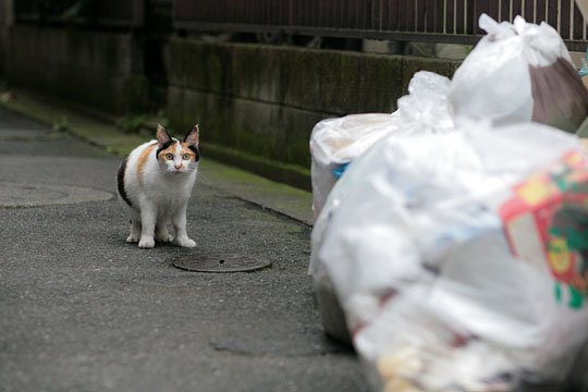 街のねこたち