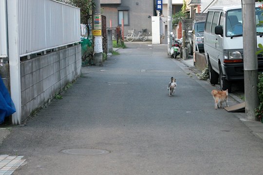 街のねこたち