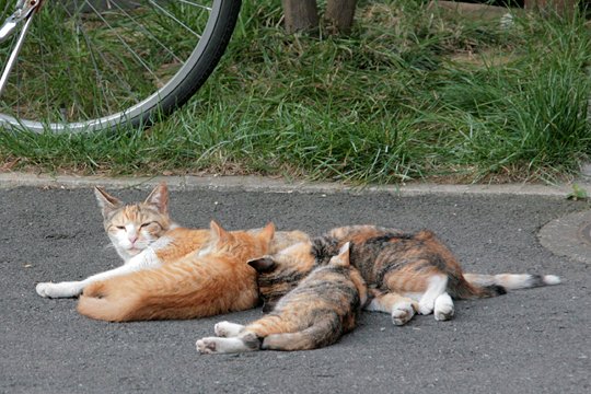 街のねこたち