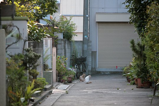 街のねこたち