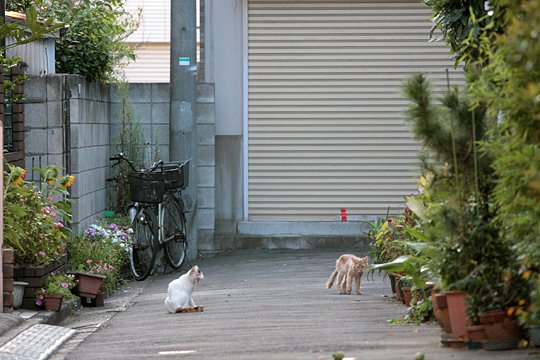 街のねこたち