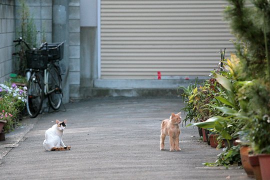 街のねこたち