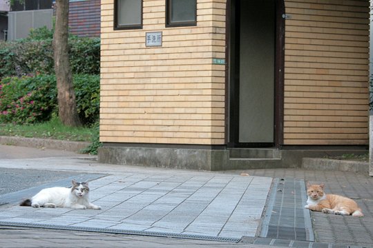 街のねこたち