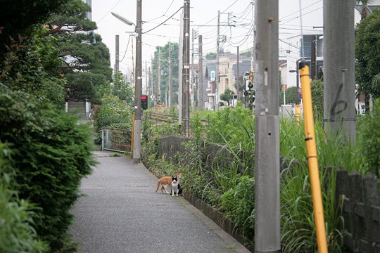 街のねこたち