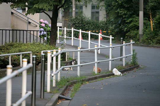 街のねこたち