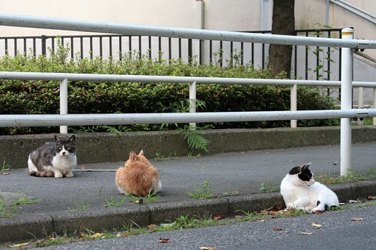 街のねこたち