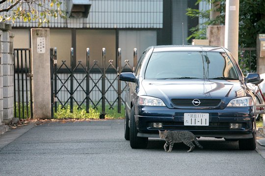 街のねこたち