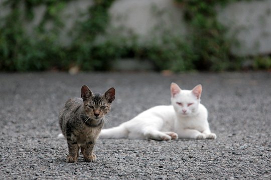街のねこたち