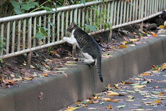 街のねこたち